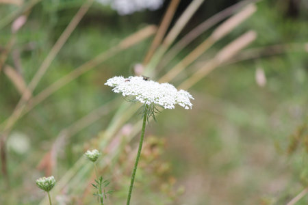 Queen Anne’s Lace in an open field in Eastern Ontario  It is native to Europe and southwest Asia 