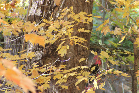 Leaves of a maple trees in their autumn color
