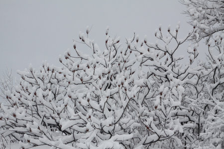 Fresh snow covering  the bobs of a Staghorn Sumac bush の写真素材