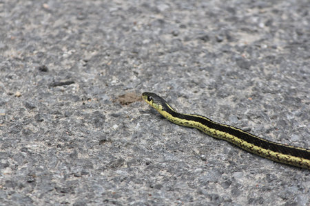 Garter snake crossing a country road の写真素材