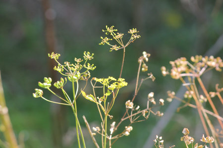 Dried up and gone to seed  Wild Parsnip is a public health hazard  Wild Parsnip is native to regions...
