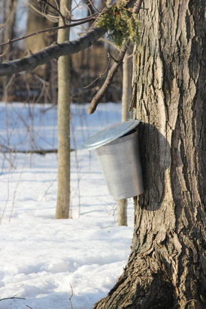 Medal sap bucket attached to a maple tree to catch sap drippings for making maple syrup の写真素材