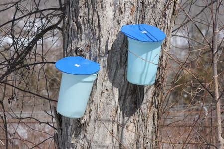 Plastic sap buckets attached to a maple tree to catch sap drippings for making maple syrup の写真素材