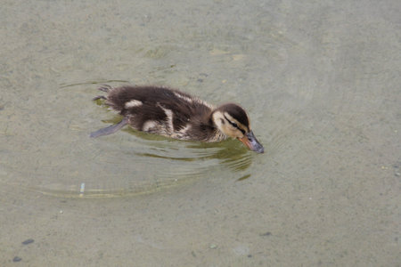 Mallard baby duck swimming in a man-made pondの写真素材