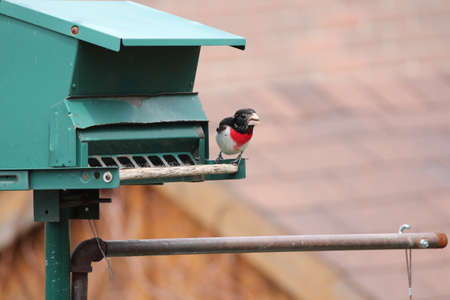  Male Rose-breasted Grosbeak  Pheucticus ludovicianus  on a bird feeder の写真素材