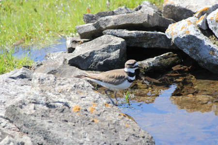 Killdeer  Charadrius vociferous  on the rocks of a man-made water hole の写真素材