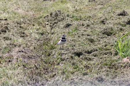 Killdeer  Charadrius vociferous  on wet, spongy green grass after the spring thaw の写真素材