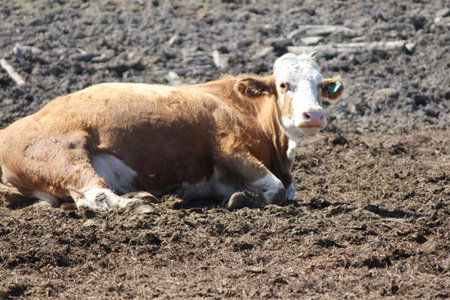 Cow resting in a small holding-transfer area at a small farm 