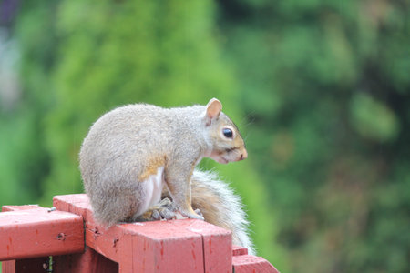 Young squirrel on sitting on porch railing 