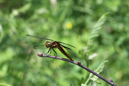  Dragonfly perched on the end of a branch bare of leaves 