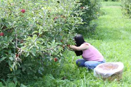 Pretty lady beside an apple tree in a small orchard
