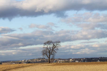 Lone, bare tree in a harvested crop field, in the cold winter season.の写真素材