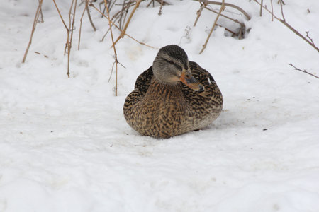 Mallard hen on a bed of snow resting in a quiet area of frozen pondの写真素材