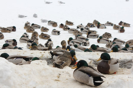 A small flock of Mallard Drakes and Hens resting on the ice of a frozen pond.の写真素材