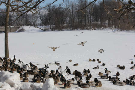 Mallard Drakes coming in for a landing on an ice covered pond full of a small flock of ducksの写真素材