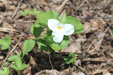 Pretty White Trilliums grandiflorum near the edge of a tree filled forest in SE Ontario. Provincial flower of Ontarioの写真素材