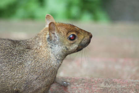 Eastern Gray Squirrel Sciurus carolinensis. They can be many colors including gray, black, brown, blond, and other mixtures. They are tree dwellers.の写真素材