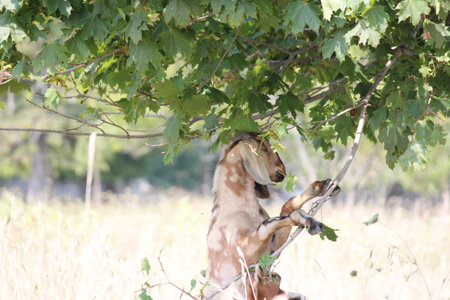 Goat standing on hind legs eating tree leaves off the tree.の写真素材