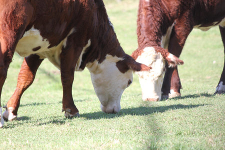 Hereford cows in a small enclosed corral.の写真素材