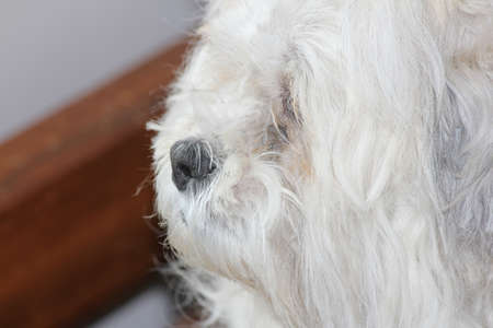 Head of a cute, long haired white dogの写真素材