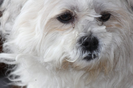 Head of a cute, long haired white dogの写真素材