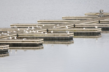 Marina empty of boats during the early winter season in North America  Boat slips empty.の写真素材
