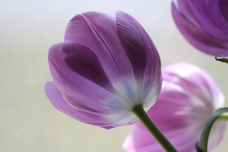 Backlit dark-purple tulips through a glass window