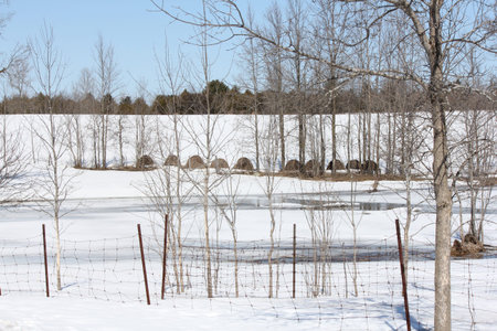 Round hay bales sitting in a large pasture covered with snow.の写真素材