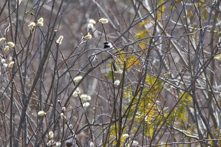 Catkins on the branches of a Pussy willow tree (Salix discolor) early in the spring season, with a little bird (chickadee) in the branches.の写真素材