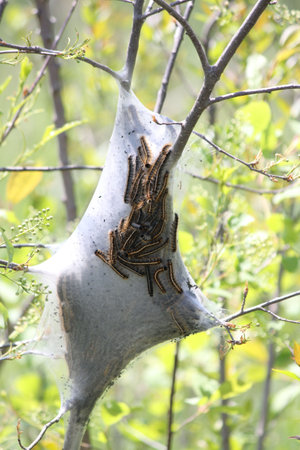 The Eastern Tent Caterpillar (Malacosoma americanum) is a species of moth in the family, moths are...