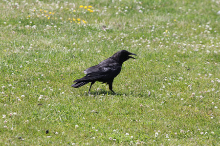 American Crow (Corvus brachyrhynchos) walking through the moist grass on a hot day