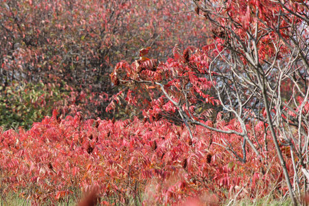 Staghorn Sumac, red fall/autumn colored leaves. With red fruit filled cones (bobâ€™s) in...