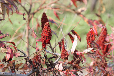 Staghorn Sumac, red fall/autumn colored leaves. With red fruit filled cones (bob’s) in Eastern...