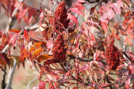 Staghorn Sumac, red fall/autumn colored leaves. With red fruit filled cones (bobs) in Eastern Ontario.の写真素材