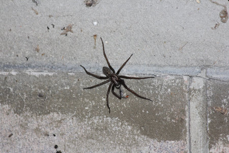 Large, dark coloured spider on the inside brick wall of a garage in Southern Ontario.