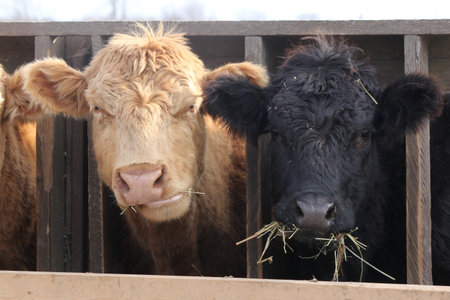 Cows with head between wooden struts of fence on holding pen, mouth full of straw