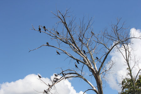 Double-crested cormorants (Phalacrocorax auritus) in the branches of a bare tree. Against a blue and cloudy sky.の写真素材