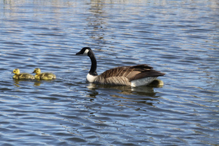 Canada geese (Branta canadensis) and Goslings  swimming in a marsh area in early spring.の写真素材
