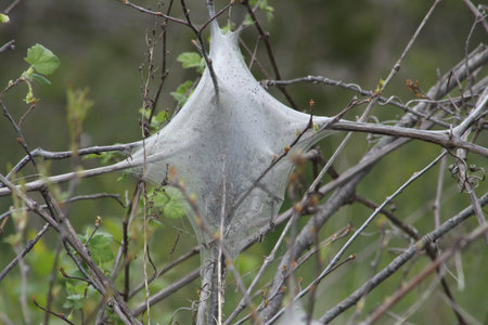 The Eastern Tent Caterpillar (Malacosoma americanum) is a species of moth in the family, moths are...
