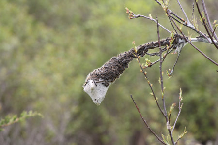 Eastern Tent Caterpillars mostly outside of silky nest. Caterpillar (Malacosoma americanum) is a species of moth. These moths are rarely seen.の写真素材