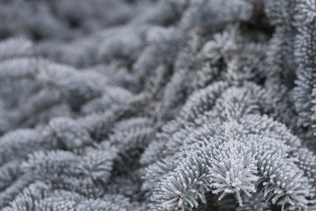 branches of fir-tree, close up with a lot of frost on it