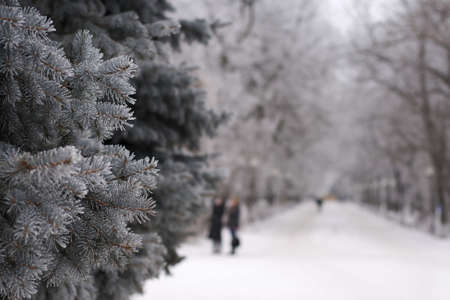 winter time in a park on a frosty day, some branches of fir in focusの写真素材