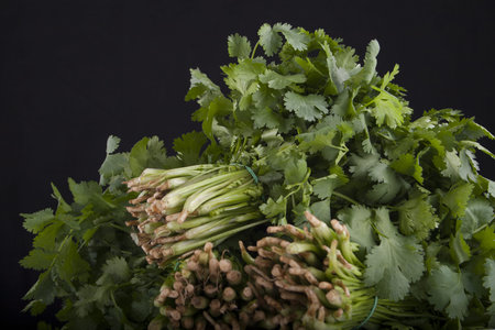 three bunches of green fresh coriander on a black backgroundの写真素材