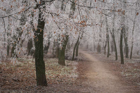 frost on a trees on a park and walkway between a treesの写真素材