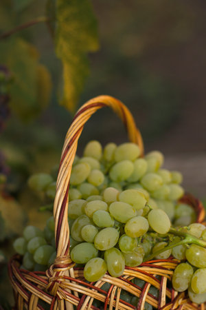 white grape close up in basket with leafs on backgroundの写真素材