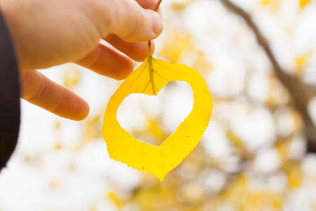 hand holding yellow leaf with hole, heart shaped and leafs on a tree blurred on backgroundの写真素材