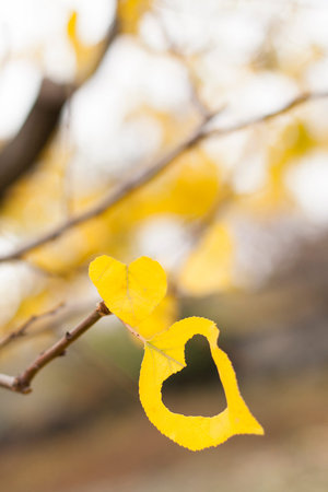yellow leafs on a tree at fall time, one of leaf have a hole with heart formの写真素材