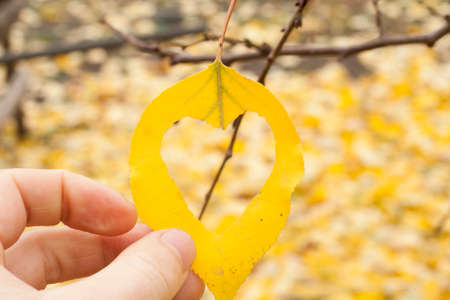 yellow leaf with hole heart shaped in focus on a hand and a lot of leafs on backgroundの写真素材