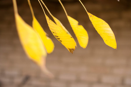 big yellow leafs with brick wall on backgroundの写真素材