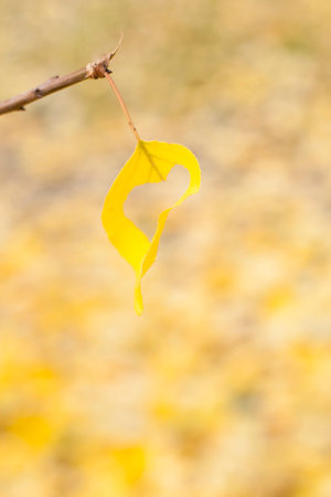 yellow leaf with hole heart shaped in focus on a branch and a lot of leafs on background